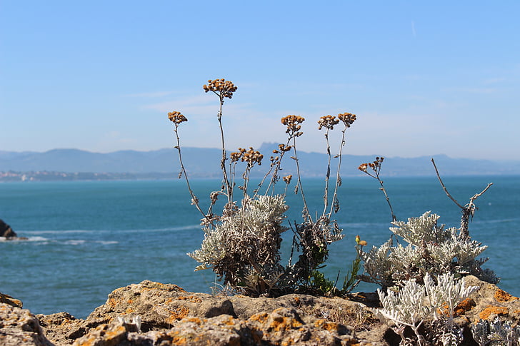 plant, sea, mountains, dried, grasses, flower, nature