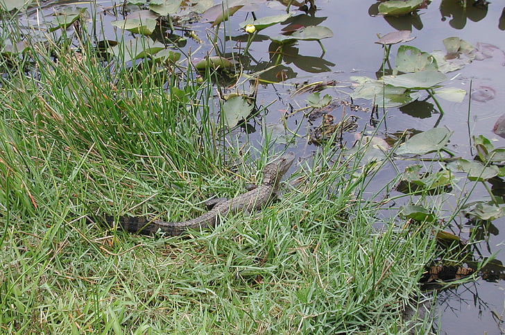 Floride, Alligator, marais, reptile, Gator, eau, alligator de bébé