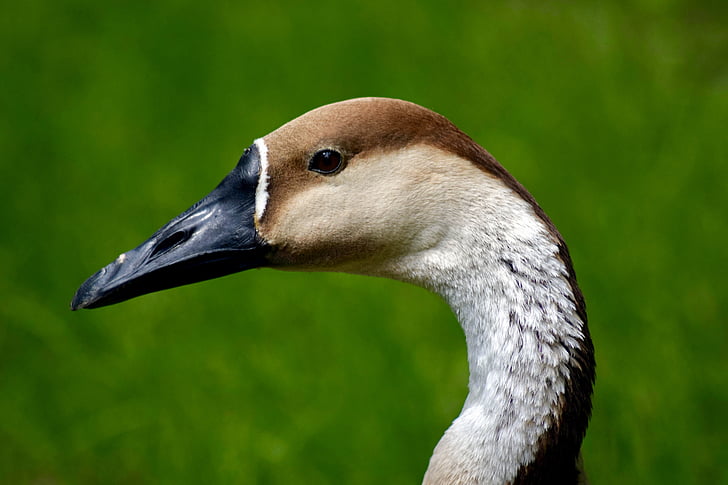 swan goose, bird head, nature, bird, animal, wildlife, beak