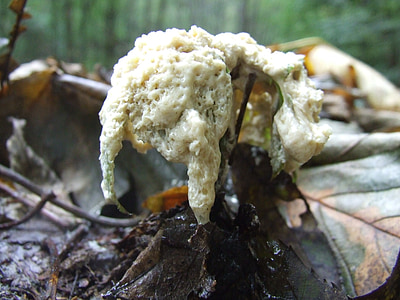 蘑菇, nyákgomba, 秋天, avar, 森林, 自然, 山毛榉山