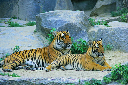 tiger, cat, wild, predator, wildlife, animal, animals