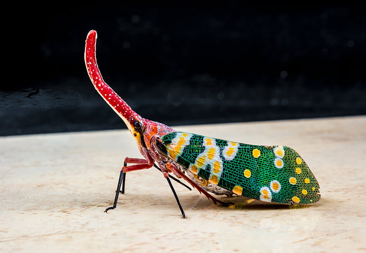 Canthigaster cicade, fulgoromorpha, insect, Proboscis, lange, rood, kleurrijke