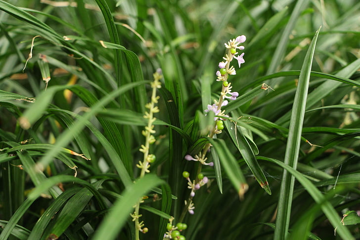 verde, fiore, erba