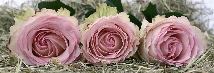 roser, rosa, Rose blomst, romantikk, kjærlighet, blomster, Valentinsdag