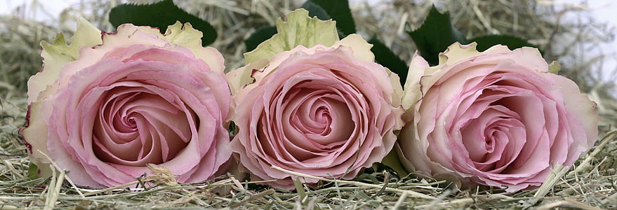roses, pink, rose flower, romance, love, flowers, valentine's day