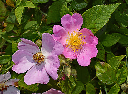 wilde Rosen, Wildblumen, Blume, Blüte, Bloom, Anlage, Wiese