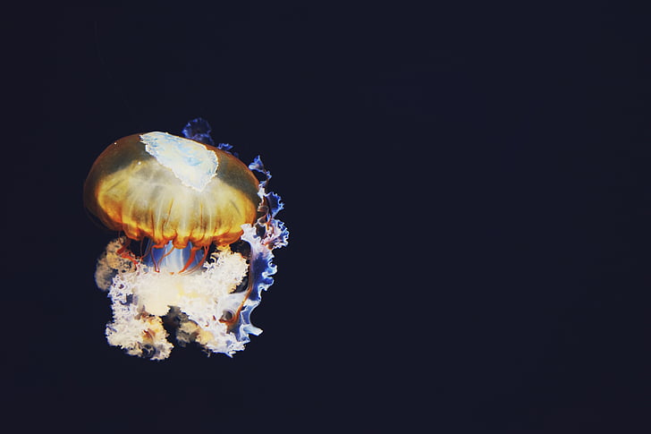 medusas, oscuro, colorido, luz, acuática, animal, vida marina