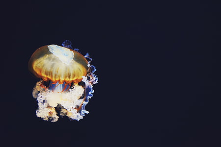 meduses, fosc, colors, llum, aquàtiques, animal, vida de mar