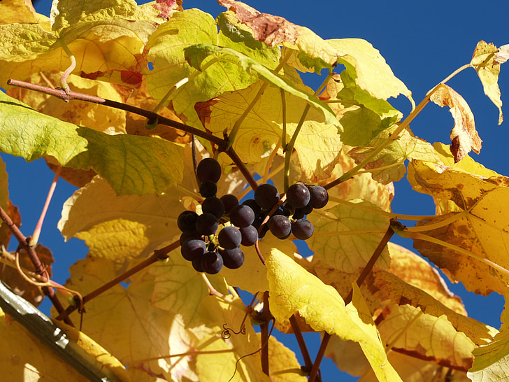 anggur, daun, suasana musim gugur, anggur, musim gugur, daun, alam