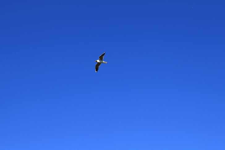 Seagull, Nordsjön, Sky, Wing, flyg
