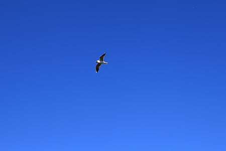 Seagull, Laut Utara, langit, sayap, penerbangan
