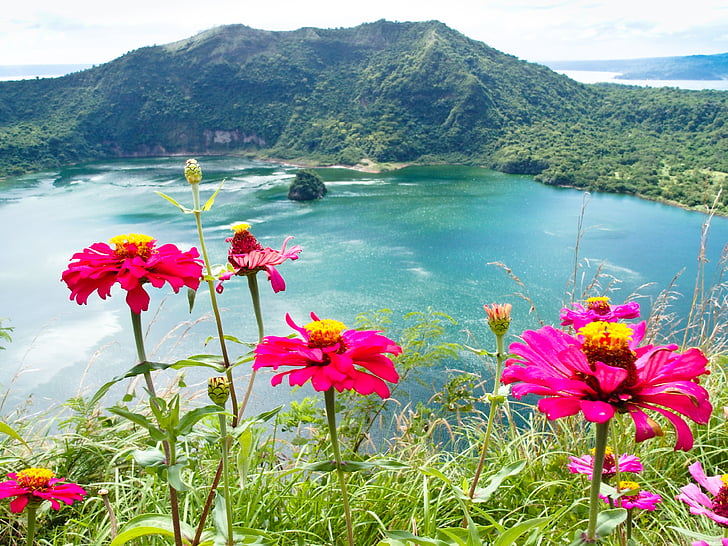 Filipiny, Luzon, Jezioro taal, kwiat, Natura, roślina, piękno natury