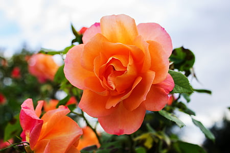color de rosa, flor, floración, flor, English rose, flor color de rosa, flores rosa