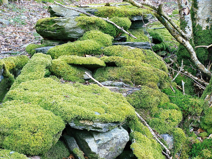 Moss, pared de pircas, Woodland, pared, pircas, antiguo, piedra