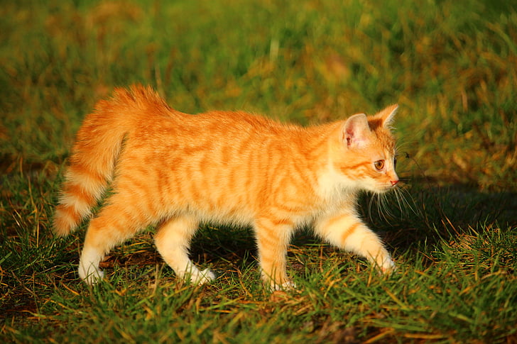 kitten, cat, cat baby, red mackerel tabby, young cat, red cat