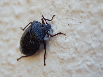 bug, insektov, Maria-smrdljiva, členonožci, živali, Insecta (žuželke), antene