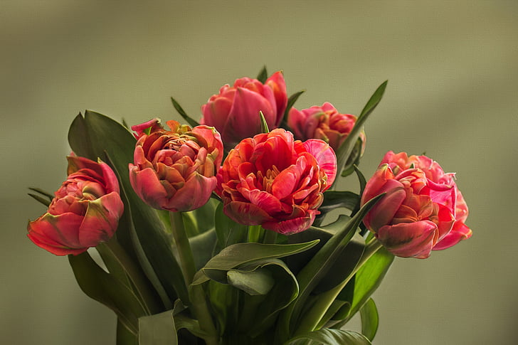 tulipány, plnené tulipány, jar, textúra, kvet, Tulip, Príroda