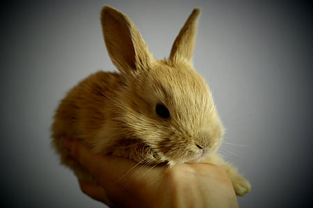 กระต่าย, ขนาดเล็ก, น้ำตาลอ่อน, เท้าหู, โฮลดิ้ง, ความน่าเชื่อถือ, กระต่าย - สัตว์