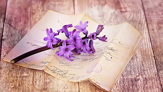 letters, old, antique, font, handwriting, flower, hyacinth