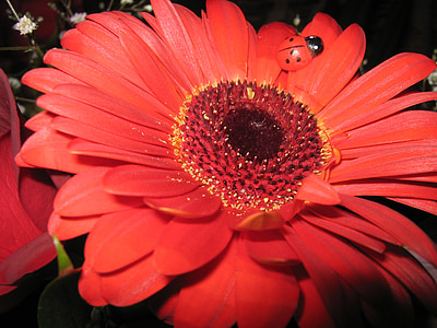 Gerbera, Daisy, rød, blomst, mariehøne, sidder, kronblade