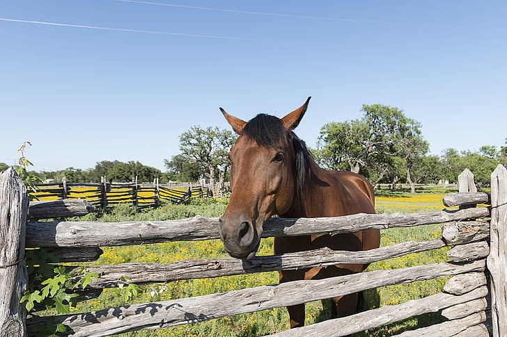 kůň, ohrada, plot, ranč, zvíře, hospodářská zvířata, venku
