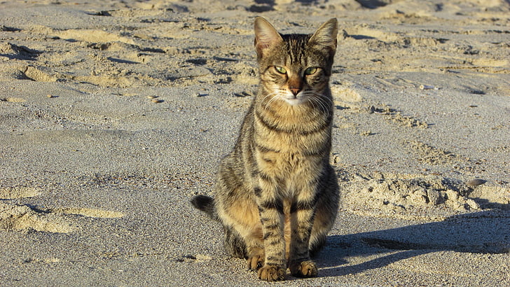 kaķis, nomaldījusies, pludmale, dzīvnieku, piemīlīgs, āra, bezpajumtnieki