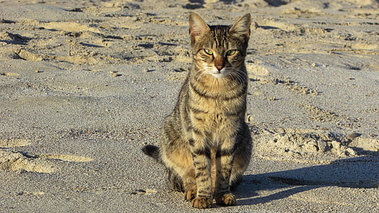 gato, vira-lata, praia, animal, bonito, ao ar livre, sem teto