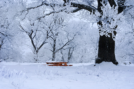 зимни, студено, сняг, Упсала, Швеция, ледени кристали, дърво