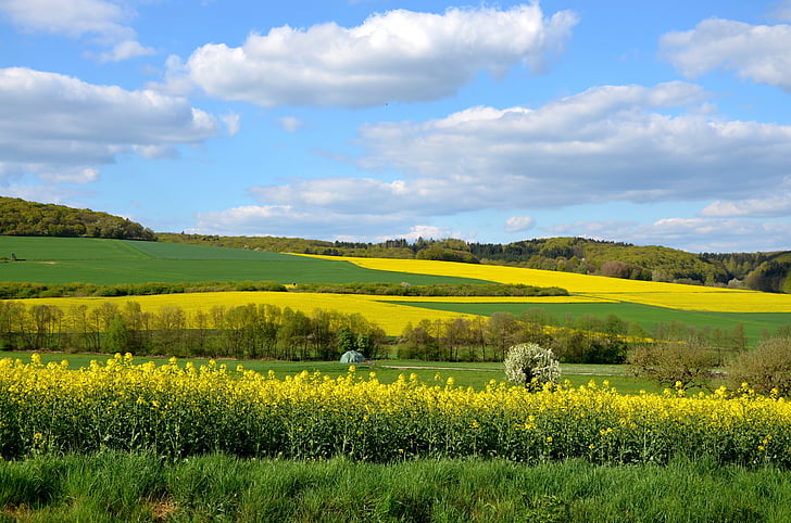 field of rapeseeds, landscape, yellow, nature, sky, meadow, fields