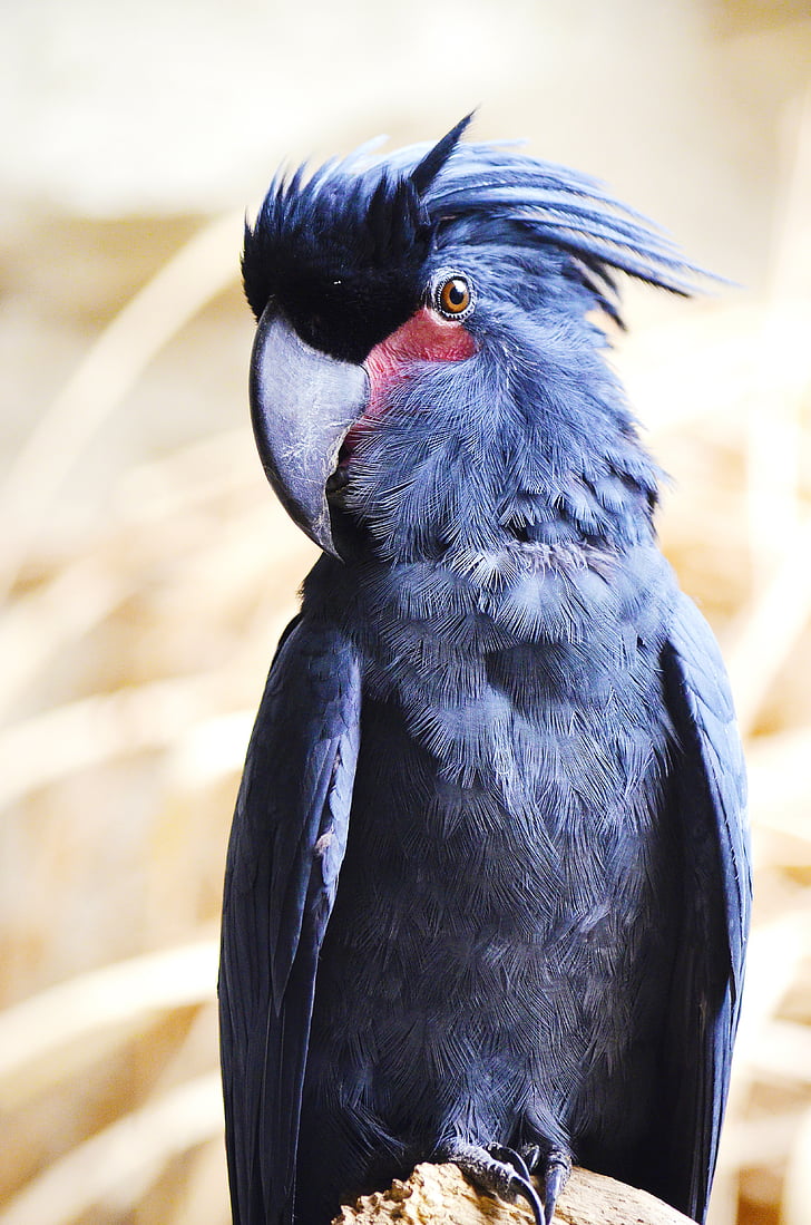 นกกระตั้ว, นกมาคอร์กระตั้ว, นกแก้ว, probosciger aterrimus, กระตั้ว, ออสเตรเลีย, สีดำ