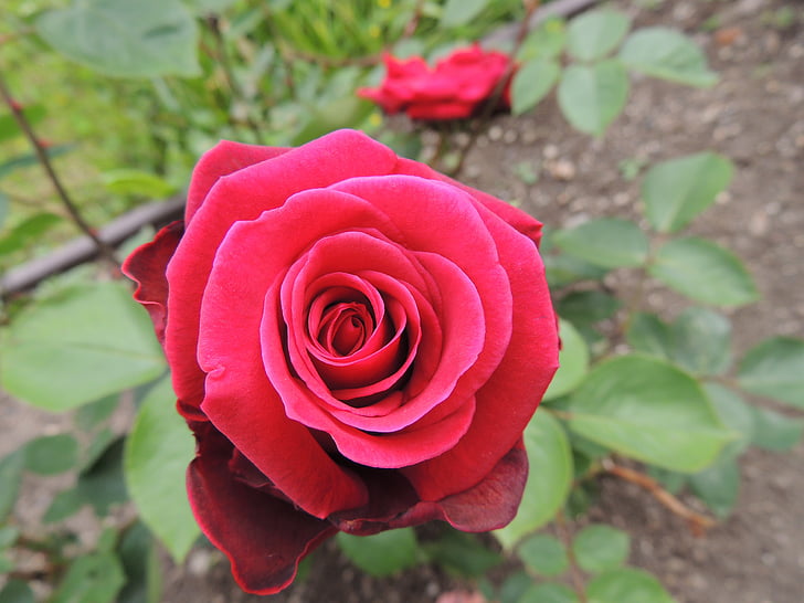 Rožė, raudona, Romantika, pora, Įsimylėjimas
