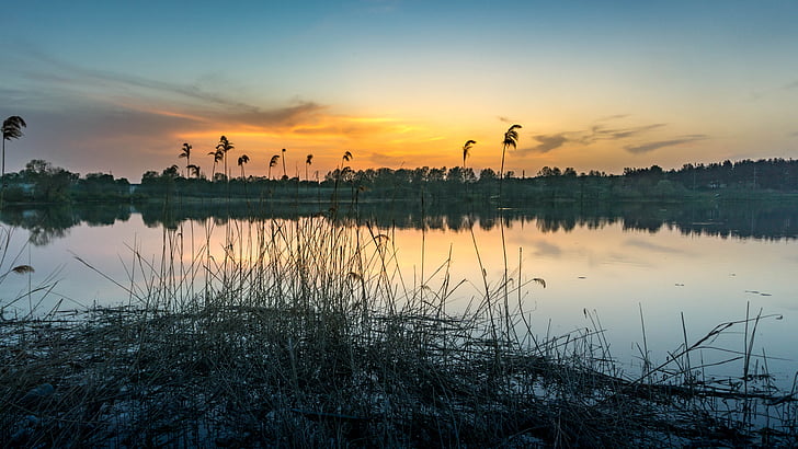 landscape, pesochin, evening, river, reed, sunset