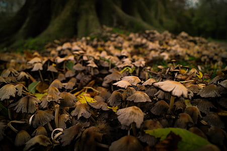 Осень, лес, грибы, грибы, грибы, Вуд, лист
