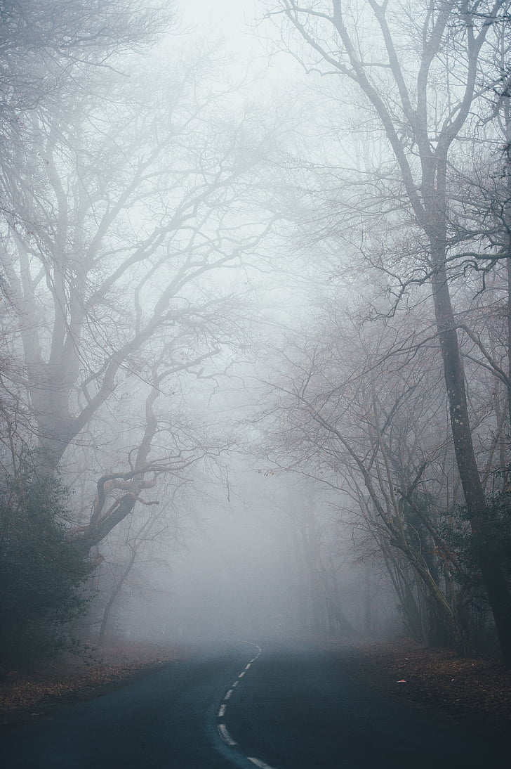 fog, nature, trees, road, trip, adventure, fall