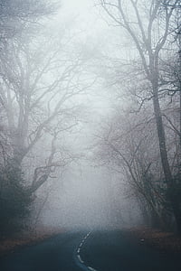 brouillard, nature, arbres, route, voyage, aventure, l’automne