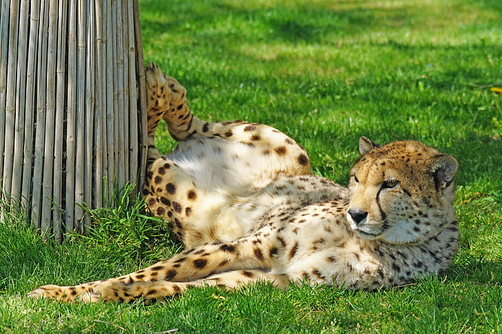 cheetah, sở thú, động vật ăn thịt