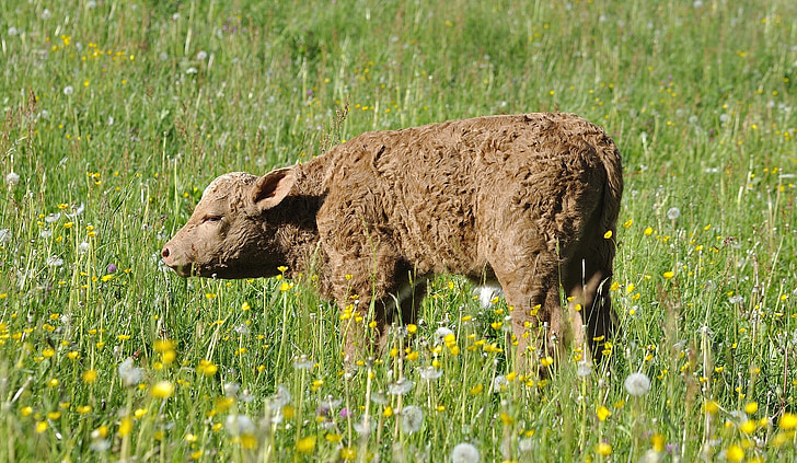 calf, young animal, beef, livestock, cute, grass, pasture