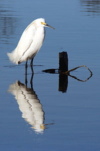Snowy egret, con chim, động vật hoang dã, Thiên nhiên, trắng, đứng, phản ánh