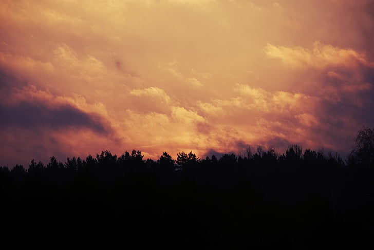 sagoma, alberi, tramonto, Alba, cielo, nuvole, mattina