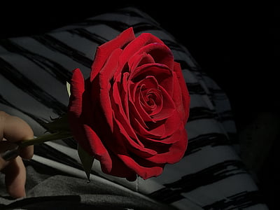 naik, merah, Rose pada latar belakang bergaris, tunggal, Blossom, bunga, bunga