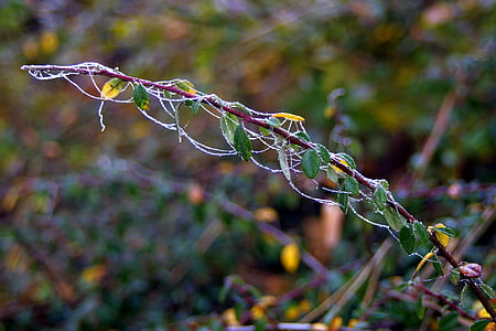 frost, cobweb, icy, ice, frozen, sprig, winter