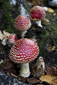 Toadstool, fungo, fungo, rosso, autunno, funghi