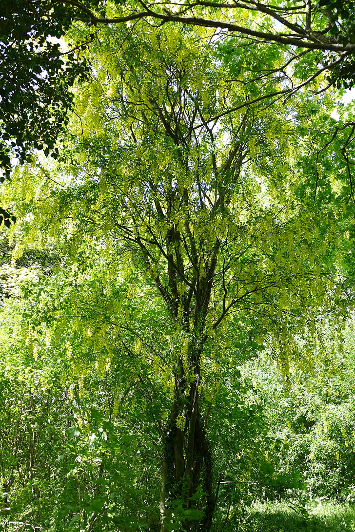 árbol, Laburnum, naturaleza, bosque, luz
