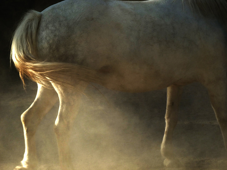konj, živali, bela, v prahu