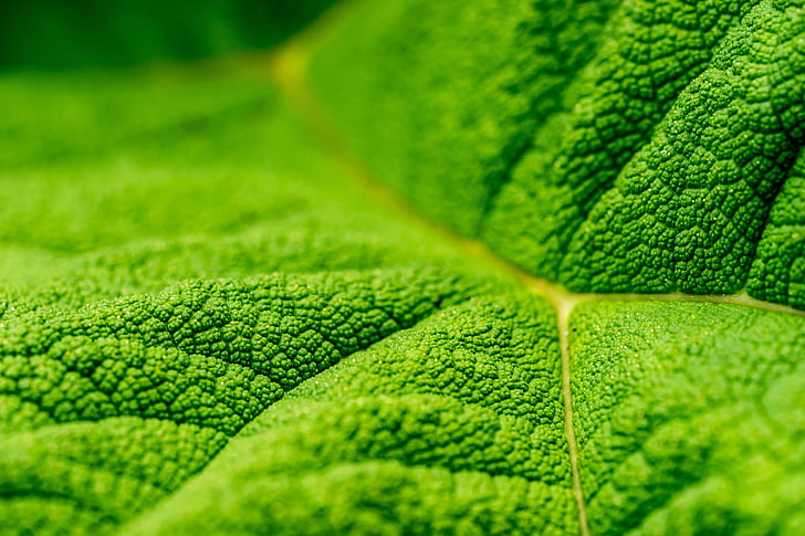 close-up, green, leaf, green color, no people, growth, full frame