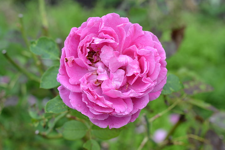 Heritage rose, stieg, Garten, Blume, Erbe, Valentine, Natur