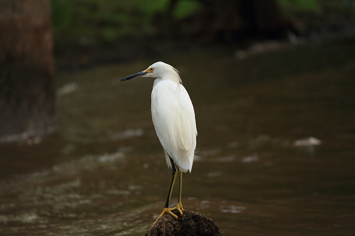 tuyết rơi, Egret, trắng, con chim, Louisiana, đầm lầy, vùng đất ngập nước