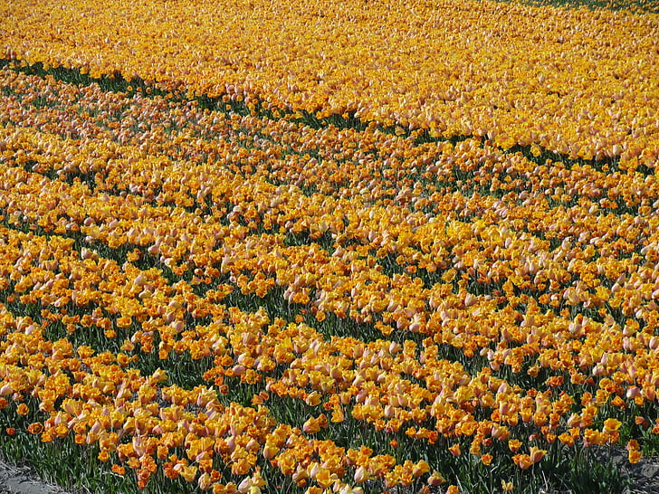 kvetinové pole, jarné tulipány, kvety, kvety, rastliny, žiarovky, čerstvé
