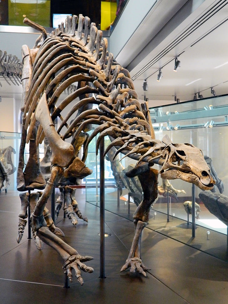 dinosaurie, Jurassic, Ben, museet, skelettet, döda, vetenskap