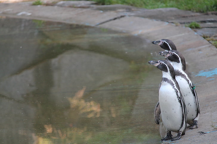 pinguins, Pinguins de Humboldt, jardim zoológico, Trio, pássaro, animal, natureza